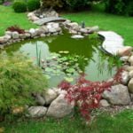 Pond in the Garden: Typical Mistakes of Amateurs (Part 2)