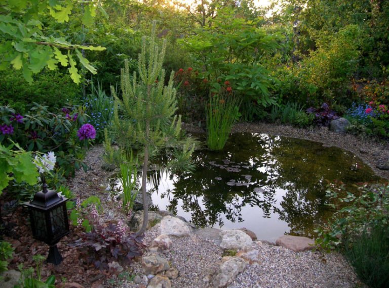 Pond in the Garden: Typical Mistakes of Amateurs (Part 2) - Best ...