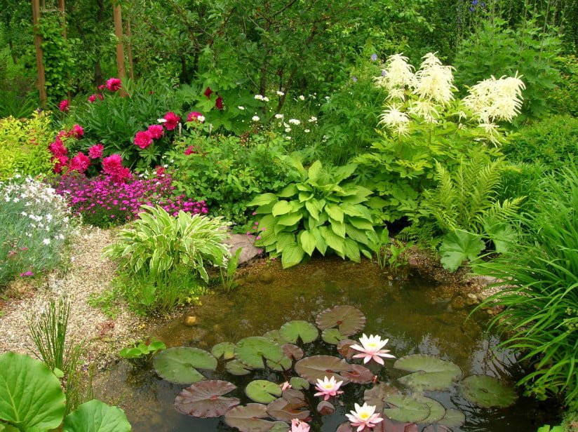 Pond in the Garden: Typical Mistakes of Amateurs (Part 1) - Best ...