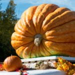 American Pumpkin Festivals: Pumpkin Traditions