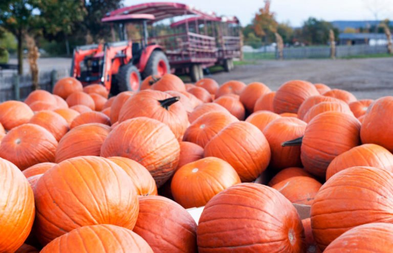 American Pumpkin Festivals: Pumpkin Traditions - Best Landscape Ideas