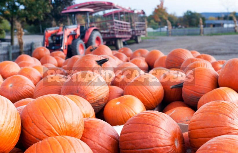 American Pumpkin Festivals: Pumpkin Traditions