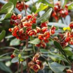 Seeds of Trees and Shrubs: Terms of Collection and Storage Rules