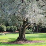 Silver Trees and Bushes: Description, Photos, Features of Cultivation