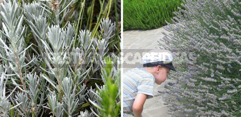 Silver Trees and Bushes: Description, Photos, Features of Cultivation