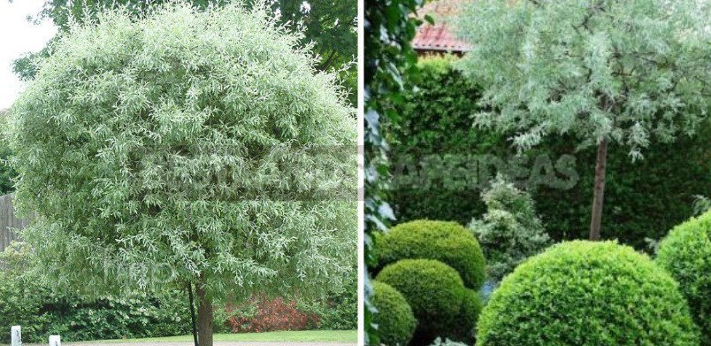 Silver Trees and Bushes: Description, Photos, Features of Cultivation