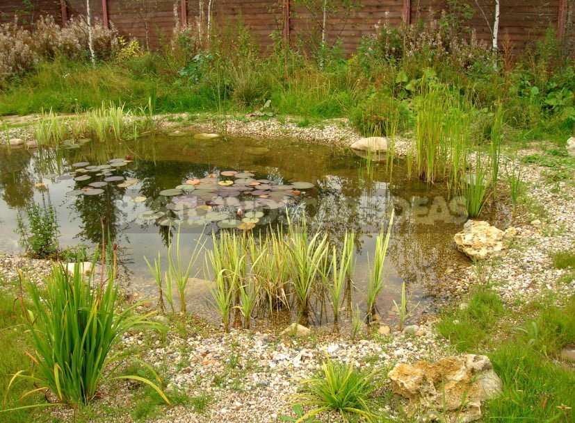 Step-by-Step Technology of Landscape Pond Arrangement on the Site (Part 1)