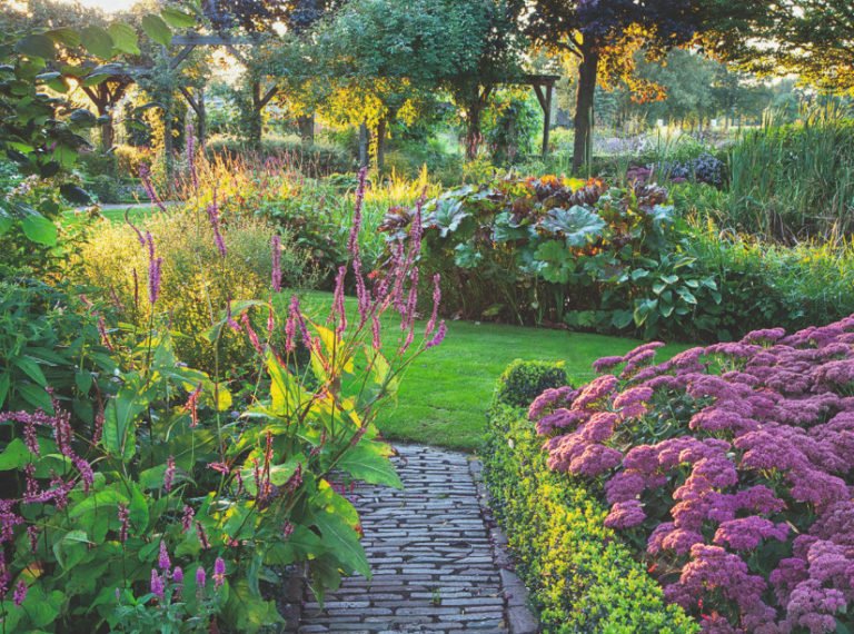 Stonecrop in the Design of Autumn Flower Beds Varieties and Photos