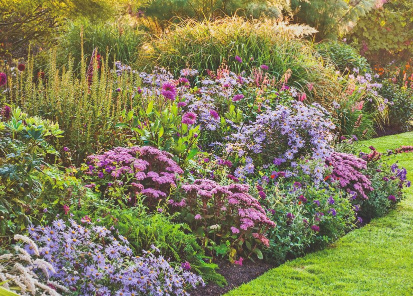 Stonecrop in the Design of Autumn Flower Beds: Varieties and Photos
