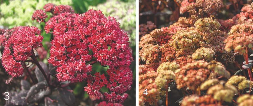 Stonecrop in the Design of Autumn Flower Beds: Varieties and Photos