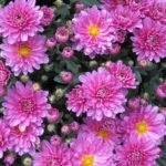 Summary of Recommendations for the Cultivation and Reproduction of Chrysanthemums