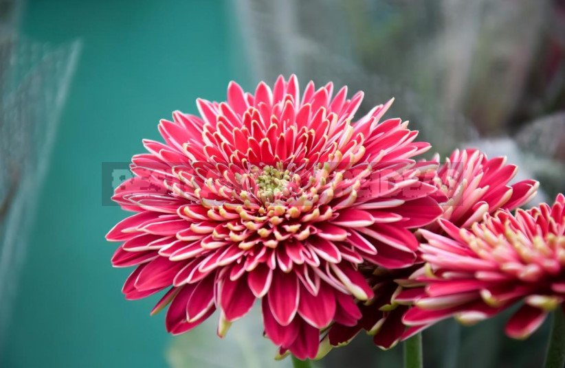 Summary of Recommendations for the Cultivation and Reproduction of Chrysanthemums