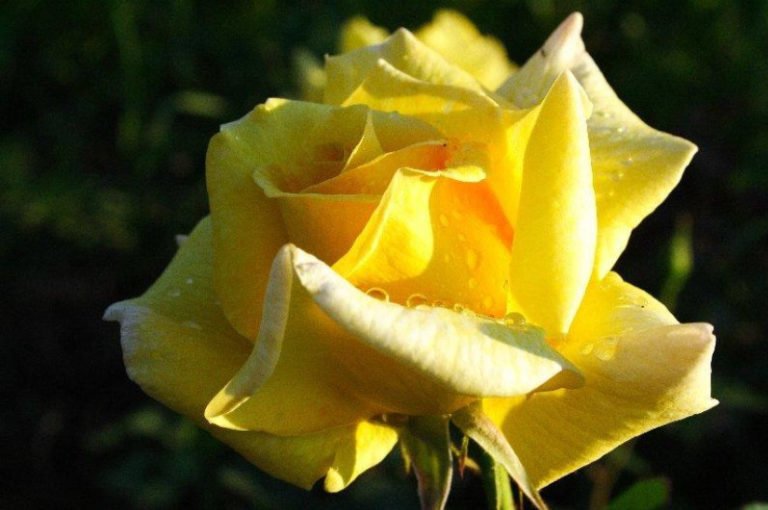 The Best Varieties of Yellow Roses, or Why You Don't Need a Yellow
