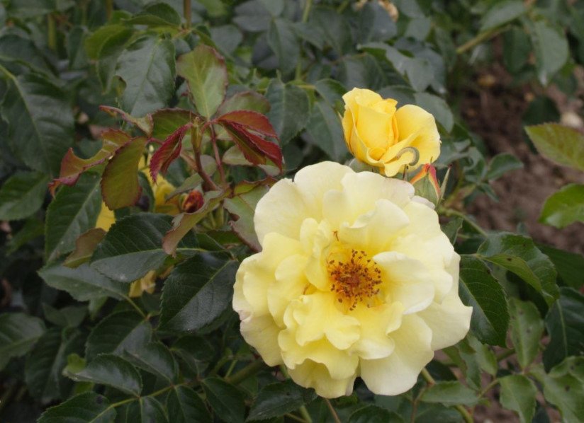 The Best Varieties of Yellow Roses, or Why You Don't Need a Yellow Garden