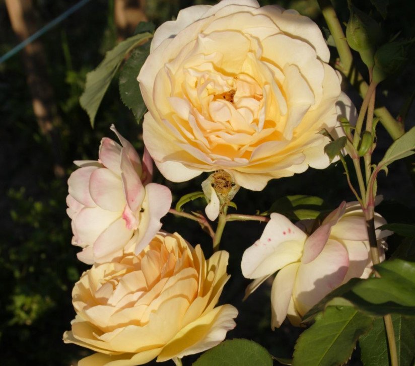 The Best Varieties of Yellow Roses, or Why You Don't Need a Yellow Garden