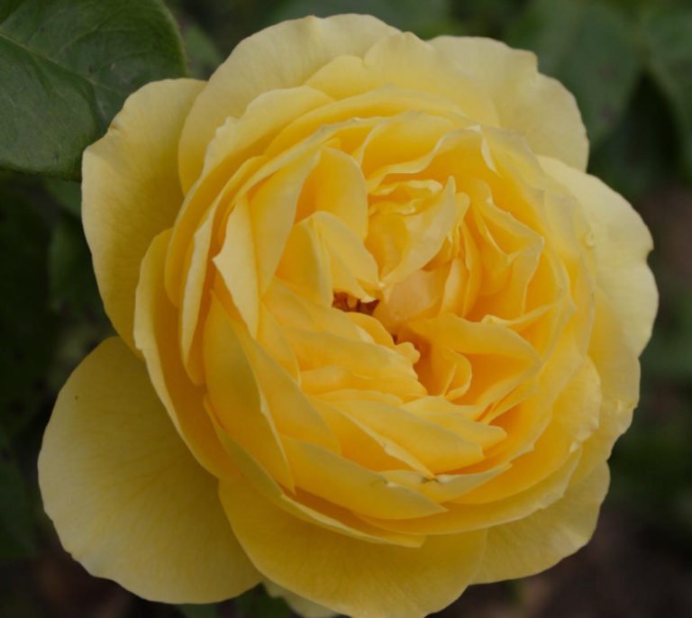 The Best Varieties of Yellow Roses, or Why You Don't Need a Yellow