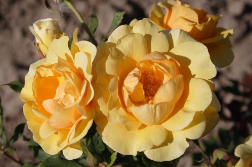 The Best Varieties of Yellow Roses, or Why You Don't Need a Yellow ...