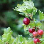 The Intricacies of Caring for Berry Bushes in the Fall