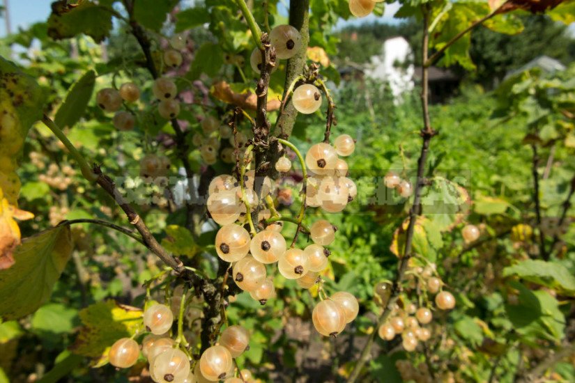 The Intricacies of Caring for Berry Bushes in the Fall