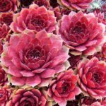 Sempervivum: Varieties and Photos, History of Cultivation, Planting Tips