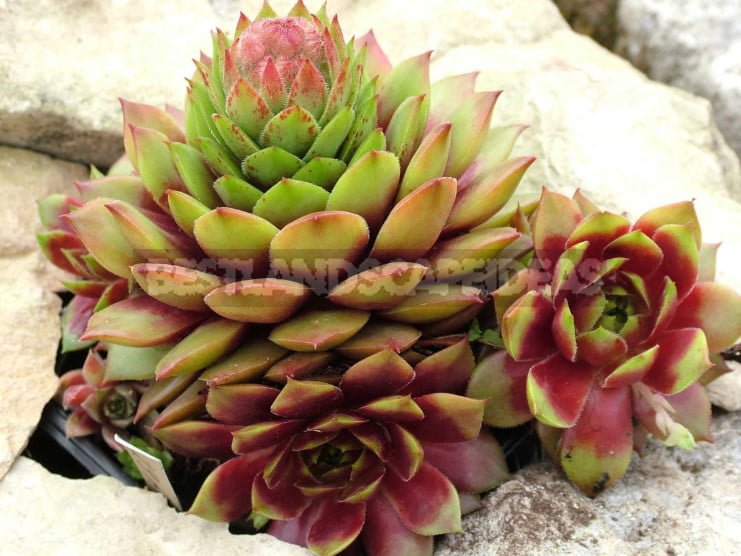 Sempervivum: Varieties and Photos, History of Cultivation, Planting Tips