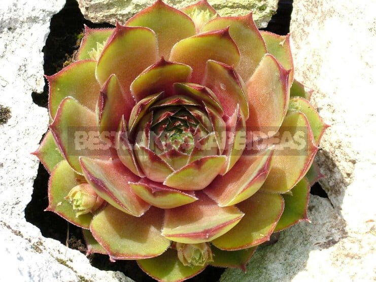 Sempervivum: Varieties and Photos, History of Cultivation, Planting Tips