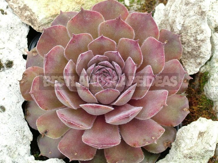 Sempervivum: Varieties and Photos, History of Cultivation, Planting Tips