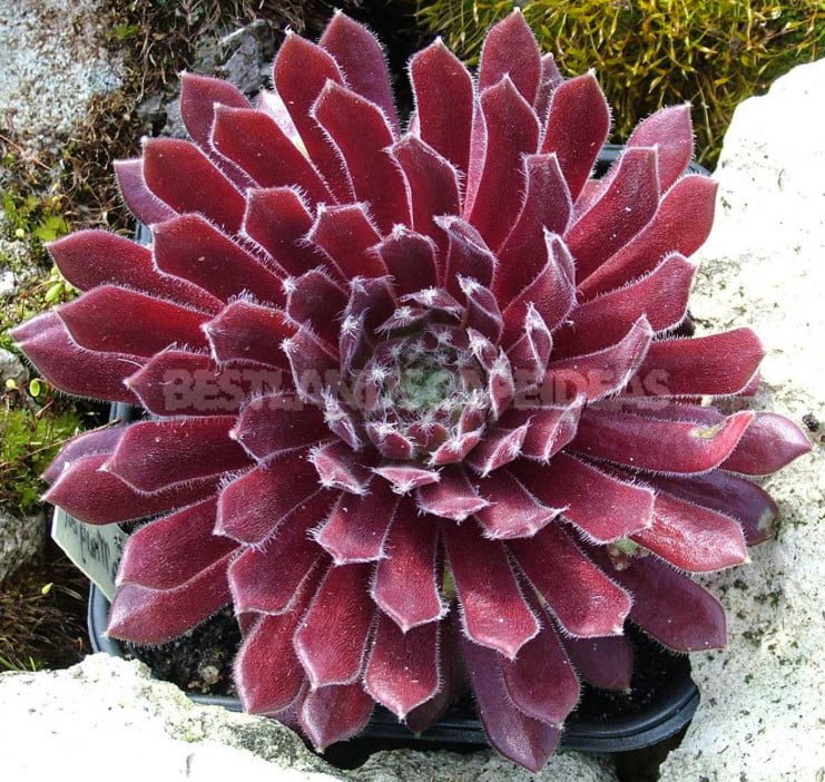 Sempervivum: Varieties and Photos, History of Cultivation, Planting ...