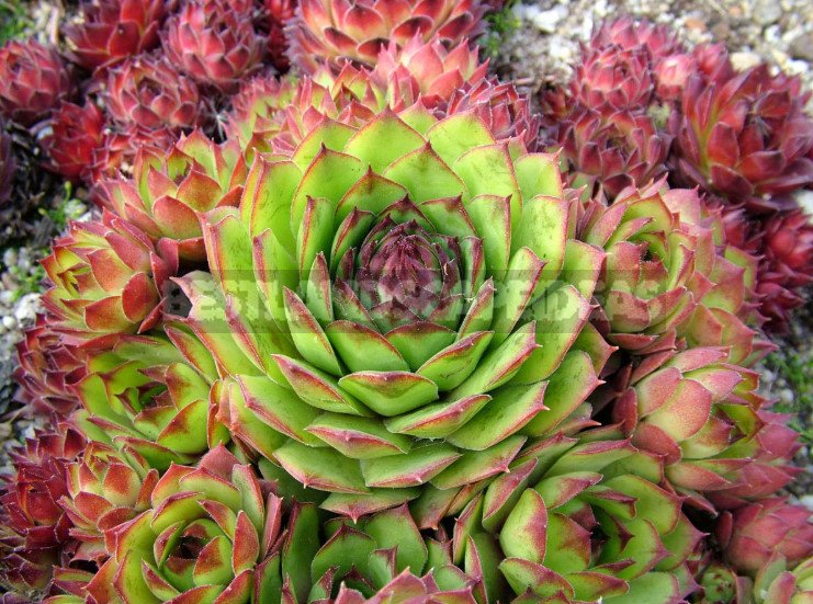 Sempervivum: Varieties and Photos, History of Cultivation, Planting Tips