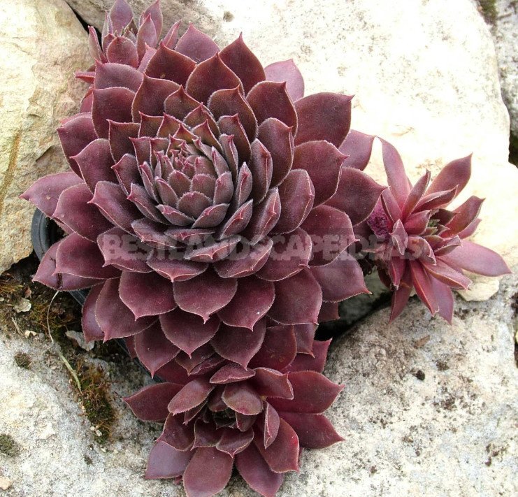 Sempervivum: Varieties and Photos, History of Cultivation, Planting Tips