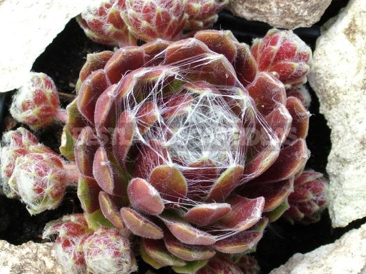 Sempervivum: Varieties and Photos, History of Cultivation, Planting Tips