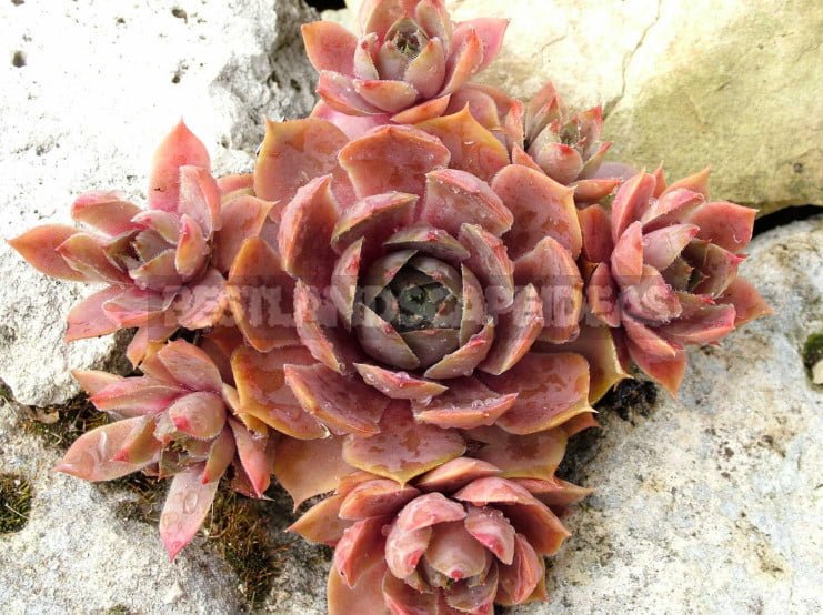 Sempervivum: Varieties and Photos, History of Cultivation, Planting Tips