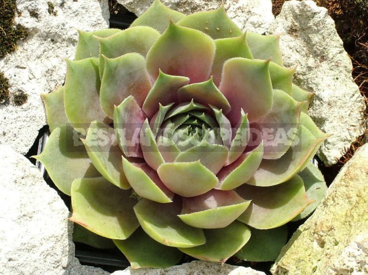 Sempervivum: Varieties and Photos, History of Cultivation, Planting Tips