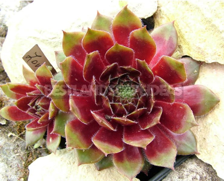 Sempervivum: Varieties and Photos, History of Cultivation, Planting Tips