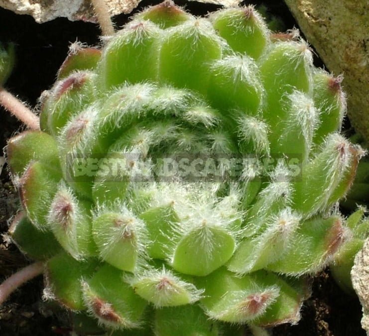 Sempervivum: Varieties and Photos, History of Cultivation, Planting Tips