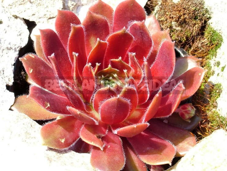 Sempervivum: Varieties and Photos, History of Cultivation, Planting Tips