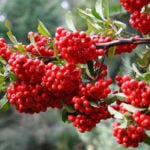 Thorny Hedges of Exotic Plants