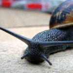 Fighting Slugs: Effective Techniques