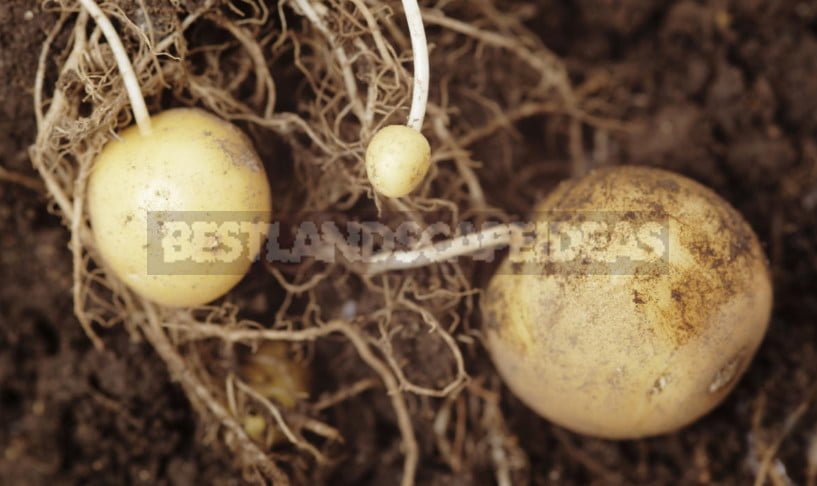 Truth and Myths About the Dangers of Sprouted Potatoes
