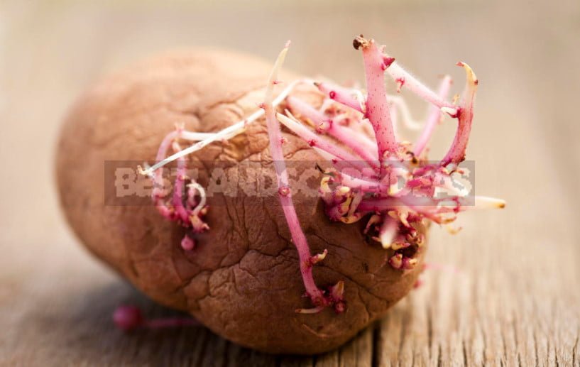 Truth and Myths About the Dangers of Sprouted Potatoes