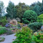 Warm and Cold-Growing Ornamental Grasses for Your Garden