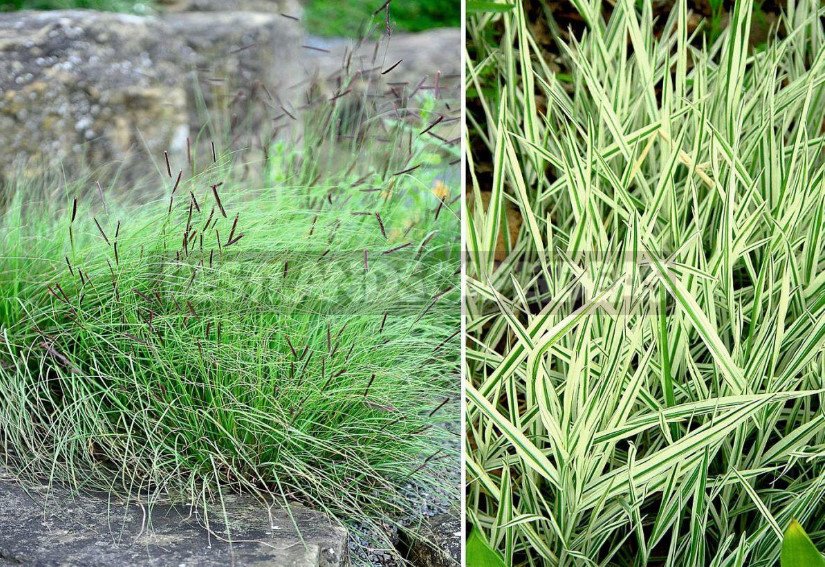 Warm and Cold-Growing Ornamental Grasses for Your Garden