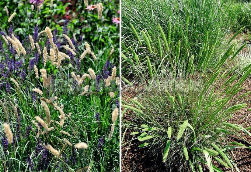 Warm and Cold-Growing Ornamental Grasses for Your Garden