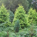 Varieties of Thuja Occidentalis: a Variety of Shapes and Sizes. Photo and Description.