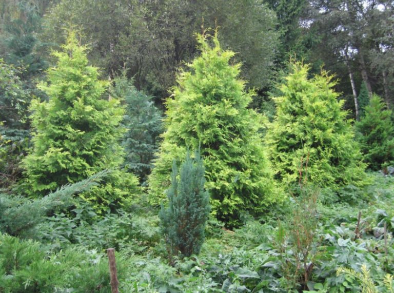 Varieties of Thuja Occidentalis a Variety of Shapes and Sizes. Photo
