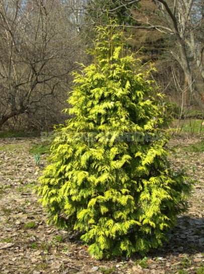 Varieties of Thuja Occidentalis: a Variety of Shapes and Sizes. Photo and Description.