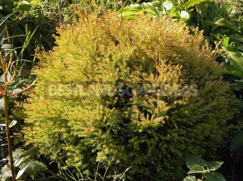 Varieties of Thuja Occidentalis: a Variety of Shapes and Sizes. Photo and Description.