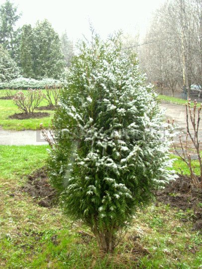 Varieties of Thuja Occidentalis: a Variety of Shapes and Sizes. Photo and Description.