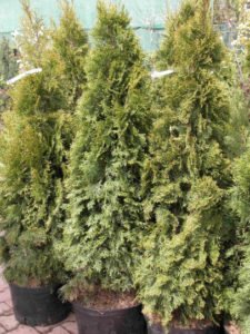 Varieties of Thuja Occidentalis: a Variety of Shapes and Sizes. Photo ...