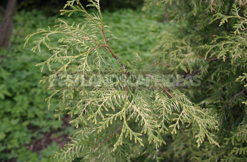 Varieties of Thuja Occidentalis: a Variety of Shapes and Sizes. Photo and Description.